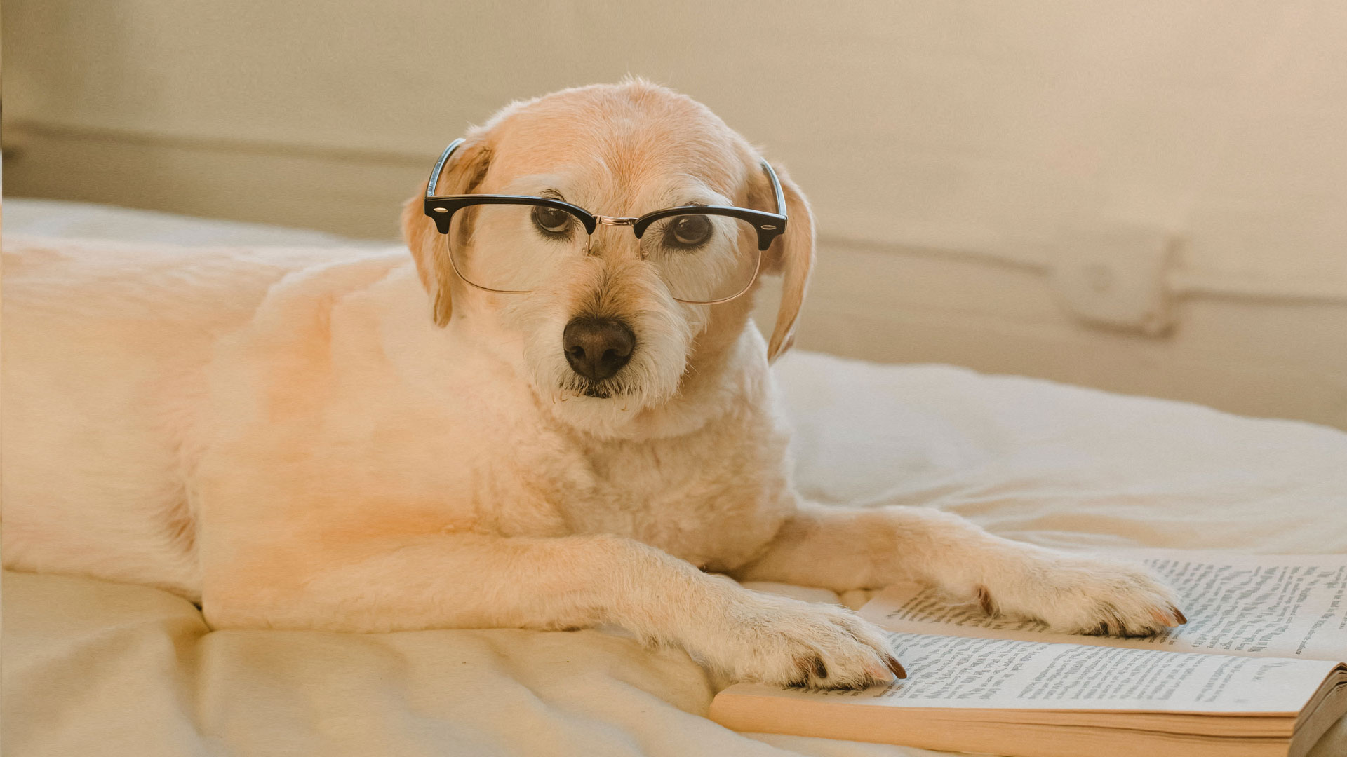 Dog wearing glasses with book